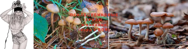 Галлюциногенные грибы Psilocybine cubensis  Бугуруслан 