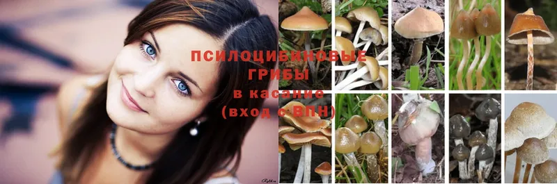 Галлюциногенные грибы Psilocybine cubensis Бугуруслан